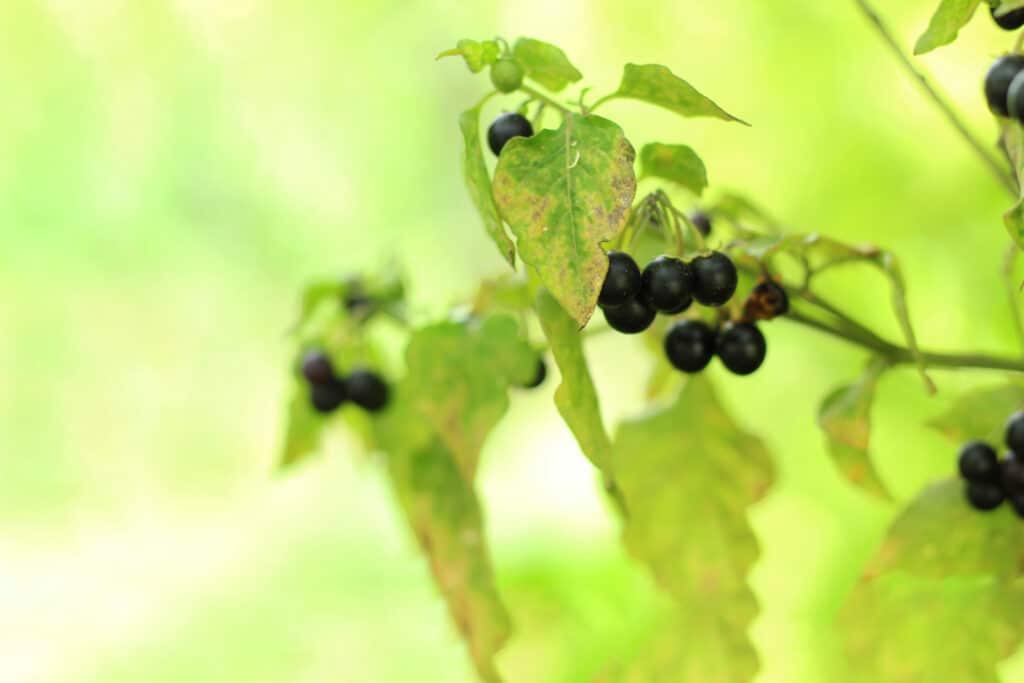 Der Schwarze Nachtschatten (Solanum nigrum)