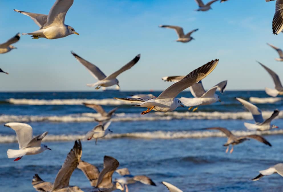 Am menschenleeren Strand hören die Urlauber über dem Meeresrauschen nur die Rufe der Möwen.
