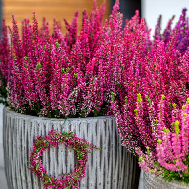 So kunterbunt wird der Herbst: Mit winterharter Heide kommen leuchtende Farbtupfer in den Garten