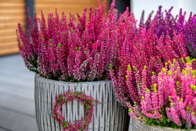 So kunterbunt wird der Herbst: Mit winterharter Heide kommen leuchtende Farbtupfer in den Garten